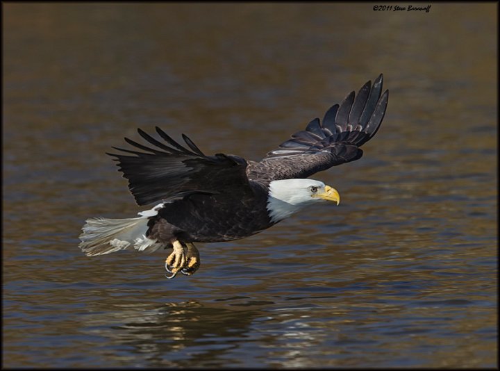 _1SB8720 american bald eagle.jpg